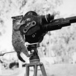 320px-A_possum_and_a_movie_camera_1943