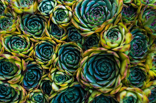 Green and blue and yellow succulents bunched together