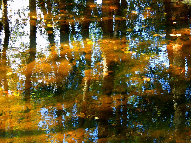 Sunny reflection in pond