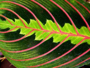 zoom in of green leaf with pink veins