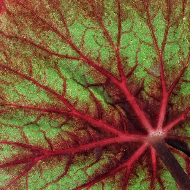 Underside of leaf of Begonia Rex