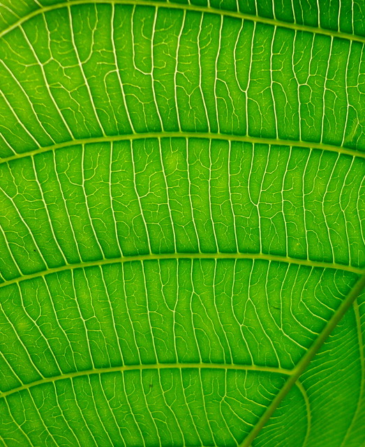 Zoom in of leaf grain