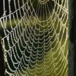 Web of pearls